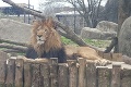 Krvavá dráma v zoo: Levica brutálnym spôsobom zabila leva, s ktorým mala 3 mláďatá