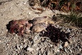 Otrasný nález v Tatrách: Z chráneného medveďa zostali len vnútornosti