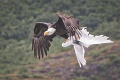 Drsný boj orla s čajkami: Pusti môjho kamoša