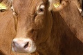 V Škótsku potvrdili izolovaný prípad choroby šialených kráv: Okamžite začali konať