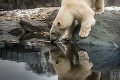 Študia, z ktorej behá mráz po chrbte: Takáto má byť budúcnosť ľadových medveďov