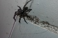Na obrieho pavúka natrafili aj v týchto slovenských mestách: Buďte obozretní, jeho uhryznutie je jedovaté!