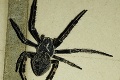 Na obrieho pavúka natrafili aj v týchto slovenských mestách: Buďte obozretní, jeho uhryznutie je jedovaté!