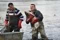 Na priehrade Boleráz pri Trnave vylovili tony rýb: Pozrite sa, s akým obrom bojoval rybár!