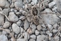 Najväčší európsky pavúk žije aj na Slovensku: Aha, akú príšeru odfotil Martin na prechádzke!