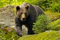 Na Orave útočil medveď: Zraneného poľovníka previezli do nemocnice