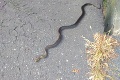 Počas jesennej prechádzky v Bratislave natrafil na najväčšieho slovenského hada: Aha, aký obor bol pri škole!