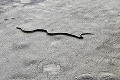 Po českom supermarkete sa potuloval had: Zviera našli až po troch dňoch