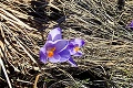 Nepomýľte si jedlý šafran s touto rastlinou: Smrteľne jedovatá rastlinka rozkvitla v Tatrách
