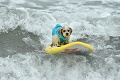 V Amerike nesurfujú iba ľudia, ale aj psy: Labky na surf, ide vlna