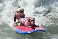 V Amerike nesurfujú iba ľudia, ale aj psy: Labky na surf, ide vlna