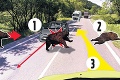 Kuchárovi Jurajovi († 44) sa stala osudnou cesta do práce: 200-kilový medveď ho vohnal pod kamión