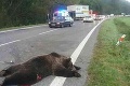 Nešťastie v Liptove: Auto sa zrazilo s medveďom a kamiónom, zomrel Juraj († 44)