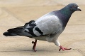 Muž chcel vo Svidníku ukradnúť poštové holuby: Zvieratá čakal smutný koniec