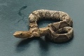 V USA našli hada s dvomi hlavami: Zdieľajú spoločné srdce i pľúca a človeku dokážu riadne zavariť