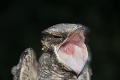 Ornitológovia prekabátili vtáčika: Vzácny druh chytili na nahrávku!