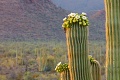 Na americkej púšti kradnú kaktusy: Touto novinkou dokážu vystopovať zlodejov!