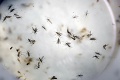 Znepokojujúce zistenie: Na Floride sa našli prvé tri komáre s vírusom zika