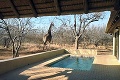 Vedec, ktorý žije v Južnej Afrike zažil nočnú moru: Na jeho ženu so synčekom zaútočila rozzúrená žirafa, hrozné následky