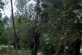 V okrese Nitra po mohutných zrážkach zaplavila voda pivnice, záhrady i cesty: Hrozí pretrhnutie hrádze