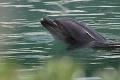 Vodný park v Japonsku skrachoval: Z toho, čo urobili so zvieratami, vám stúpne tlak!