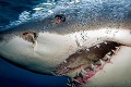 Žralok biely je nočnou morou ľudí, pritom sám bojuje o prežitie: Ľudožrút alebo obeť?