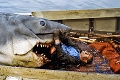 Žralok biely je nočnou morou ľudí, pritom sám bojuje o prežitie: Ľudožrút alebo obeť?