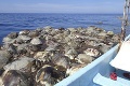 Smutný pohľad: V Mexiku našli vyše 300 uhynutých vzácnych korytnačiek, ďalšia ľudská chyba?!