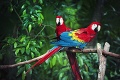 Schopnosť papagájov rozprávať udivuje ľudí už celé tisícročia: Rozumejú tomu, čo hovoria?