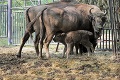 Vzácny prírastok v Zoo Bratislava: Mama Princezná porodila malé zubríča