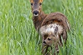 Pozor na zvieracích najdúchov v prírode: Mláďatká srniek či jeleňov nezachraňujte!