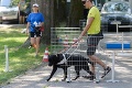 Vodiaci pes musí zvládnuť 40 povelov: Neuveriteľné, že dokáže aj TOTO!