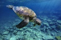 Zatvorili najväčšiu ilegálnu farmu korytnačiek: Zabíjajú ich pre kožu, pancier aj mäso