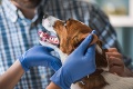 Začipovanie psa bude od septembra stáť 10 eur: Bez neho veterinár vášho miláčika neošetrí