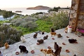V Grécku ponúkajú prácu snov: Hľadajú človeka, ktorý sa postará o 55 mačiek