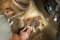 Keď má medveď alergiu: Victorovi veterinári museli urobiť až 50 testov