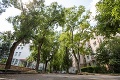 Obyvatelia Ružinova bojujú za zeleň: Na ulici nám chcú vyrúbať 18 stromov