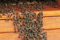 Nezvyčajná terapia na Kačíne je ideálna pre alergikov: V apidomčeku vás lieči 120 000 včiel