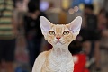 Unikátna vystáva štvornohých miláčikov: Mačky pomáhajú chorým deťom