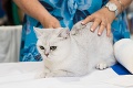 Unikátna vystáva štvornohých miláčikov: Mačky pomáhajú chorým deťom