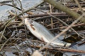 Obrovská škoda: Po úniku neznámej látky do Kysuce uhynulo asi pol tony rýb