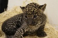 V bratislavskej zoo pribudlo veľmi vzácne zviera: Narodilo sa mláďa ohrozeného druhu!