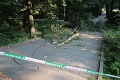 Nezvyčajná nehoda: Na chodca v Bratislave padol strom, skončil v nemocnici