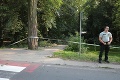 Nezvyčajná nehoda: Na chodca v Bratislave padol strom, skončil v nemocnici