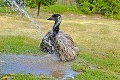 Zvieratká v slovenských ZOO dostávajú v horúčavách extra servis: Sprchy, nanuky aj mrazené melóny