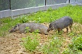 Zvieratká v slovenských ZOO dostávajú v horúčavách extra servis: Sprchy, nanuky aj mrazené melóny