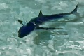 Turisti v obľúbenej destinácii opäť v ohrození: Vydesil ich trojmetrový žralok