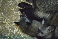 Zoo Bratislava sa teší z nových prírastkov: Z troch ušatých mláďatiek sa doslova rozplyniete!