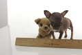 Najmenší a najklonovanejší pes na svete: Rozkošná čivava Milly má len 9,5 cm