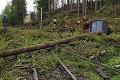 Nešťastie v Malej Fatre: Na mladého lesného robotníka spadol strom!